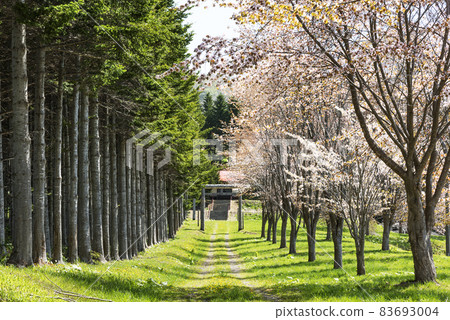 Todomatsu and cherry blossom trees at Myomi Shrine, Toyako Town Todomatsu and cherry blossom trees at Myomi Shrine, Toyako Town 83693004