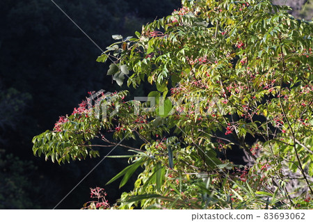 It's autumn, and you can see the black fruits from the red fruits, the striped eel catfish. 83693062