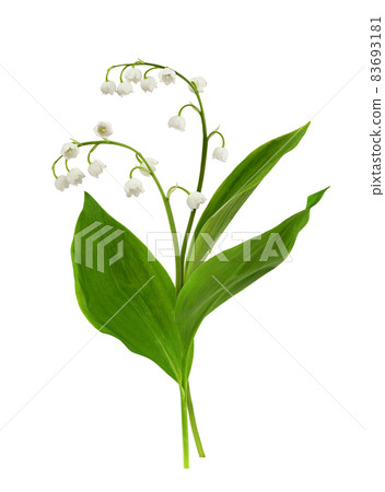 Spring flowers of lily of the valley with green leaves isolated on white 83693181