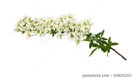 Spring twig of spiraea flowers isolated Spring twig of spiraea flowers isolated 83693201
