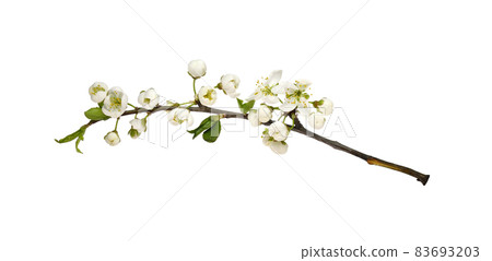 Spring flowers, buds and small green leaves on twig of berry tree isolated on white Spring flowers, buds and small green leaves on twig of berry tree isolated on white 83693203