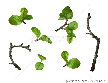 Set of fresh green leaves isolated 83693204