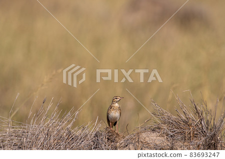 tawny pipit bird portrait during winter migration at tal chhapar india - Anthus campestris tawny pipit bird portrait during winter migration at tal chhapar india - Anthus campestris 83693247