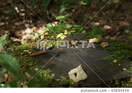 走四季秋天Tashima Kogen種植園 走四季秋天Tashima Kogen種植園 83693439