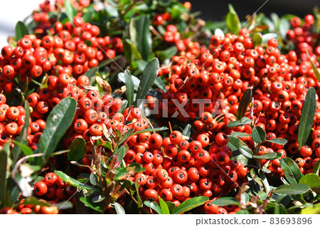 Pyracantha fruit 83693896