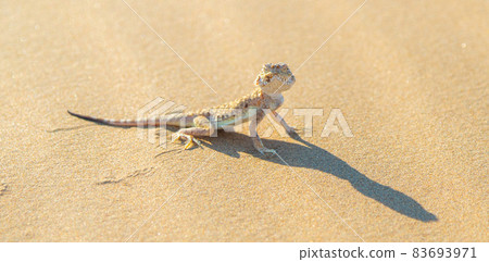 Desert Agama sits on a sand dune 83693971