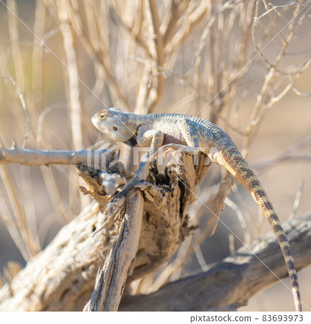 Agama Savigny sits on a withered branch in the wild 83693973