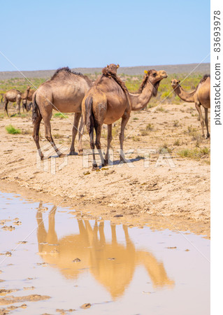 wild camels are reflected in the water 83693978