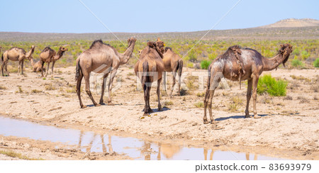 A herd of wild camels at a watering hole in the desert 83693979