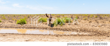 A camel stands alone by a mud puddle in the desert 83693980