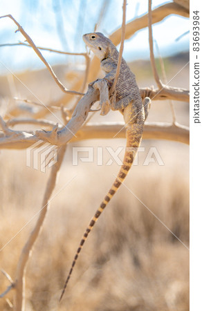Agama Savigny sits on a withered branch in the wild Agama Savigny sits on a withered branch in the wild 83693984