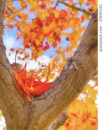 Autumn leaves gently piled up on a branch that has been split into two 83694181