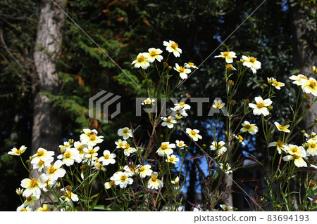 Winter Cosmos 83694193