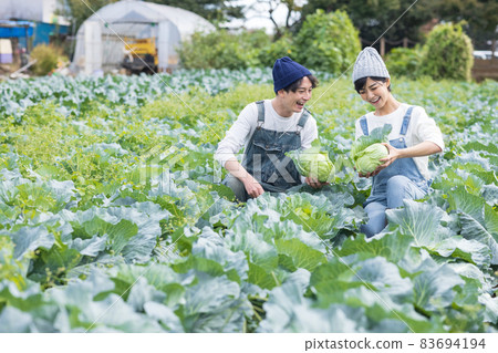 Young men and women enjoying the harvest of cabbage 83694194