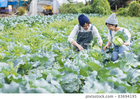 享受捲心菜收穫的青年男女 83694195