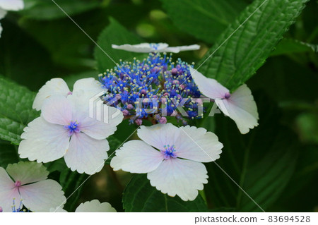 優雅的繡球花，石竹繡球花 83694528
