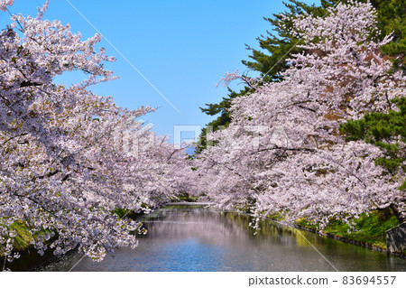 櫻井弘前城 櫻井弘前城 83694557