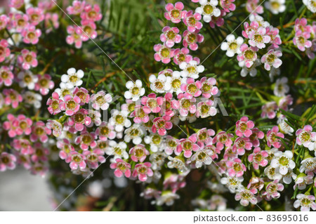 Geraldton wax flower 83695016