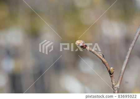 Common hazel Nottingham Fruhe Common hazel Nottingham Fruhe 83695022