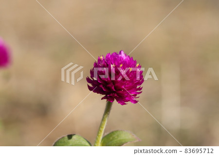 秋日花園中盛開的莧菜粉紅色花朵 83695712