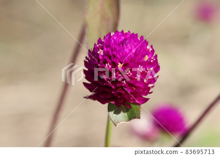 秋日花園中盛開的莧菜粉紅色花朵 83695713