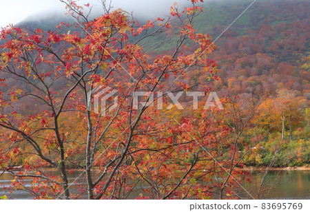 栗駒山的紅葉 栗駒山的紅葉 83695769