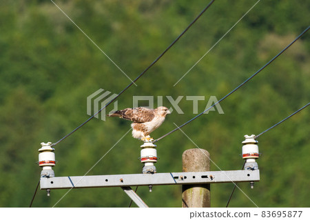 [Wild bird] Buzzard while stepping on 83695877