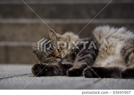 Cat Kijitora lying on the stairs in the park 83695907