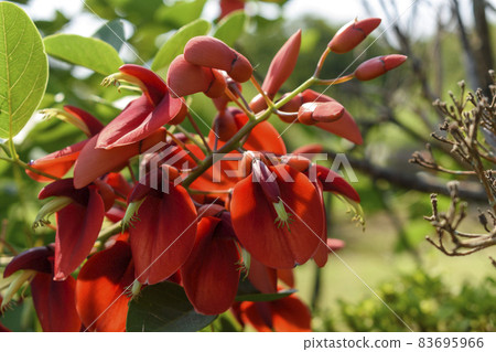 Chiba Prefecture Hasunuma Seaside Park Deigo Flower Ladder Kaikozu Chiba Prefecture Hasunuma Seaside Park Deigo Flower Ladder Kaikozu 83695966