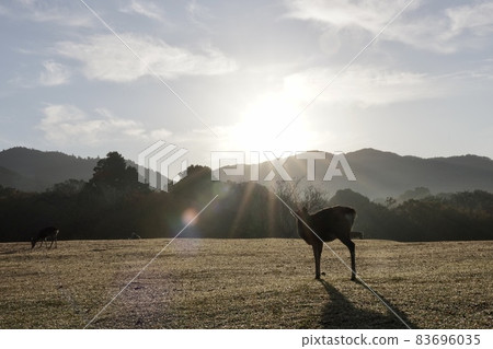 奈良公園 奈良公園 83696035