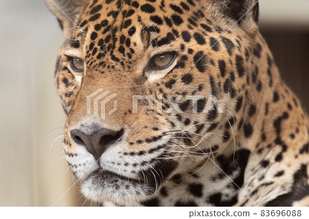 Jaguar Jaguar 83696088