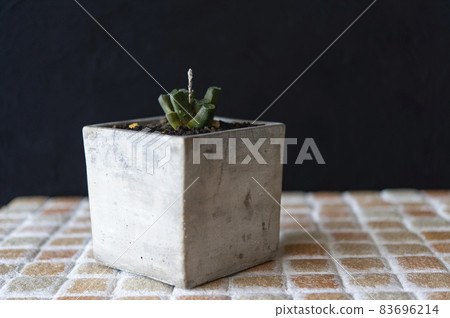 Everything that flower stems have begun to grow Everything that flower stems have begun to grow 83696214