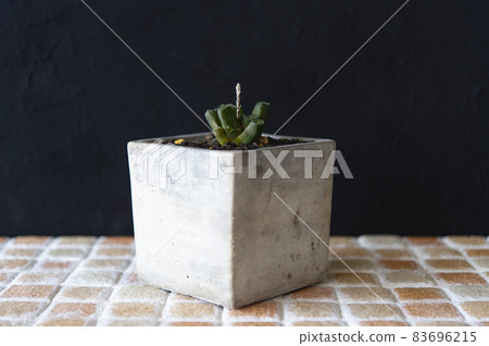 Everything that flower stems have begun to grow Everything that flower stems have begun to grow 83696215