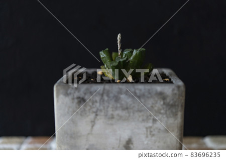 Everything that flower stems have begun to grow Everything that flower stems have begun to grow 83696235