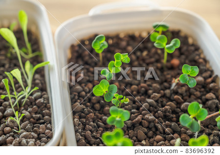 Leafy vegetable cultivation hydroculture Leafy vegetable cultivation hydroculture 83696392