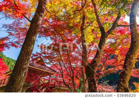 秋季大平公園 <愛知縣豐田市> 83696820
