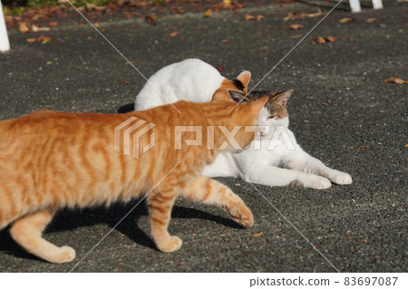 The tail of a cute stray cat that cannot be independent of his father 83697087