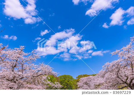櫻花和雲 櫻花和雲 83697229