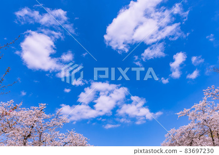 櫻花和雲 櫻花和雲 83697230