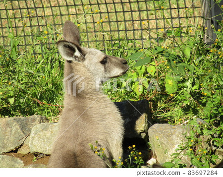 Kangaroo in Chiba Zoological Park Kangaroo in Chiba Zoological Park 83697284