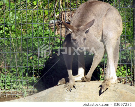 Kangaroo in Chiba Zoological Park Kangaroo in Chiba Zoological Park 83697285