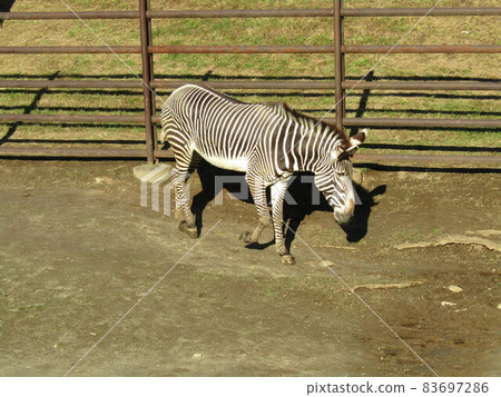 A striped horse with a beautiful striped pattern 83697286