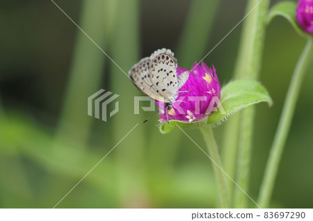 Thousand red flowers and lycaenid butterfly Thousand red flowers and lycaenid butterfly 83697290