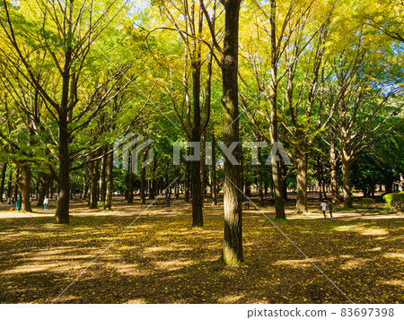 Autumn image Yoyogi Park Autumn image Yoyogi Park 83697398