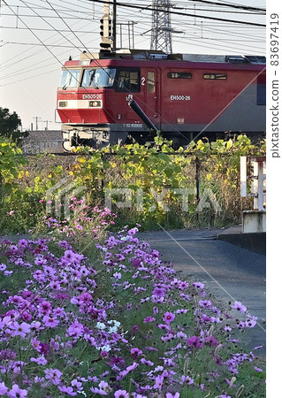 (花卉旅遊)宇宙小徑與機車:秋日的淺紅色宇宙 (花卉旅遊)宇宙小徑與機車:秋日的淺紅色宇宙 83697419