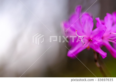 杜鵑花和白色散景 83697635