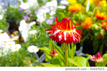 Spring light and crimson strawflower Spring light and crimson strawflower 83697653