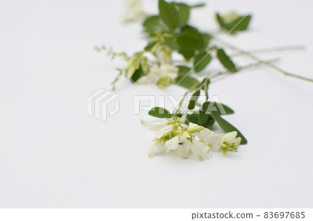 Line up white hagi flowers 83697685