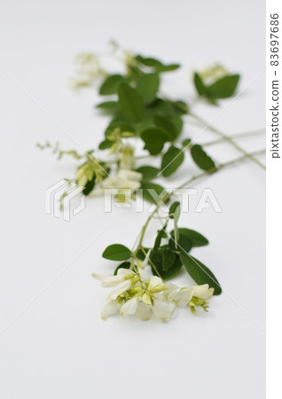排列白色的萩花 83697686