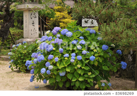 Yoshika Park的Hizumi Yoshika Park的Hizumi 83698269